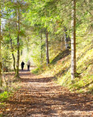 Burn-out : soutien par la thérapie forestière