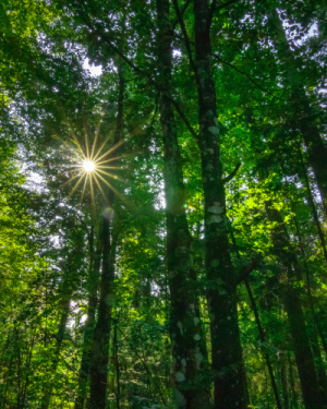 Bain de forêt privatif – Sur demande