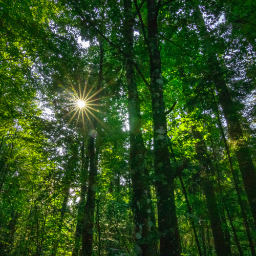Le bain de forêt est une pratique de bien-être et de santé basée sur la connexion sensorielle et émotionnelle à la nature.