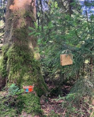 Jeu de piste forestier – A la rencontre de soi – Date à venir