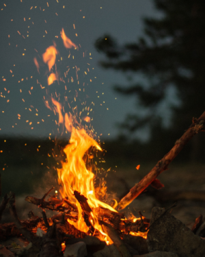 Bain de forêt – De la lumière au crépuscule – Samedi 21 décembre 2024