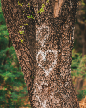 Bain de forêt “duo” privatif – Sur demande