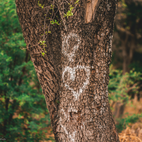Profitez d'une offre spéciale Saint-Valentin pour partager à la date de votre choix un délicieux moment de complicité avec votre amoureux.euse dans un bain de forêt privatif “spécial couple”.