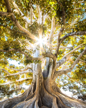 Initiation Arbre de Vie – 18 mai 2025