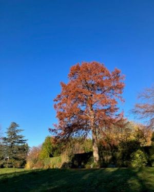 L’Arbr’Apéro – Le plus beau cyprès chauve Lausanne- 23 novembre 2024
