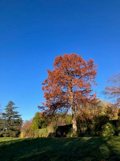 L'Arbr'Apéro - Le plus beau cyprès chauve Lausanne- 23 novembre 2024