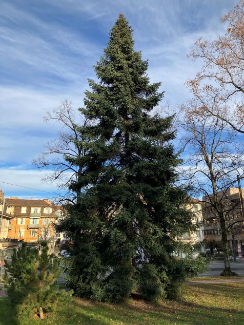 L'Arbr'Apéro spécial Noël - Le plus beau sapin de Lausanne - 14 décembre 2024