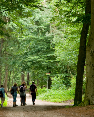 Formation de sylvothérapie 2025